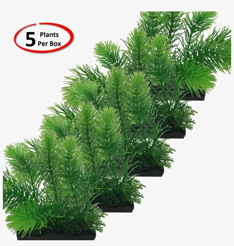 View Larger - Larch, transparent png download