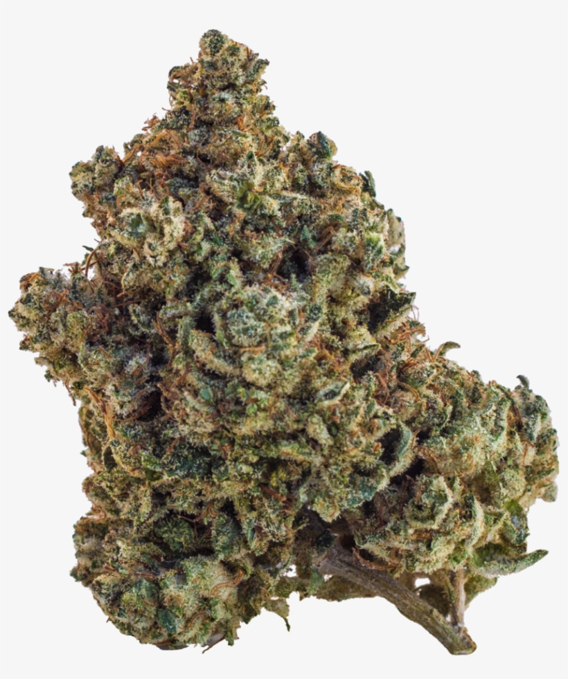 Walter White - Shortleaf Black Spruce, transparent png download