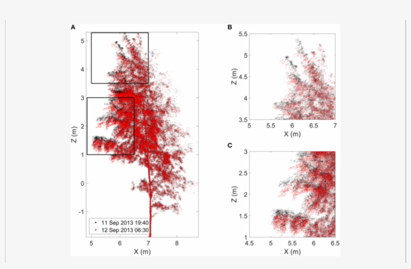 Finnish Birch Point Cloud Profiles At The Time Of Sunset - Pine, transparent png download