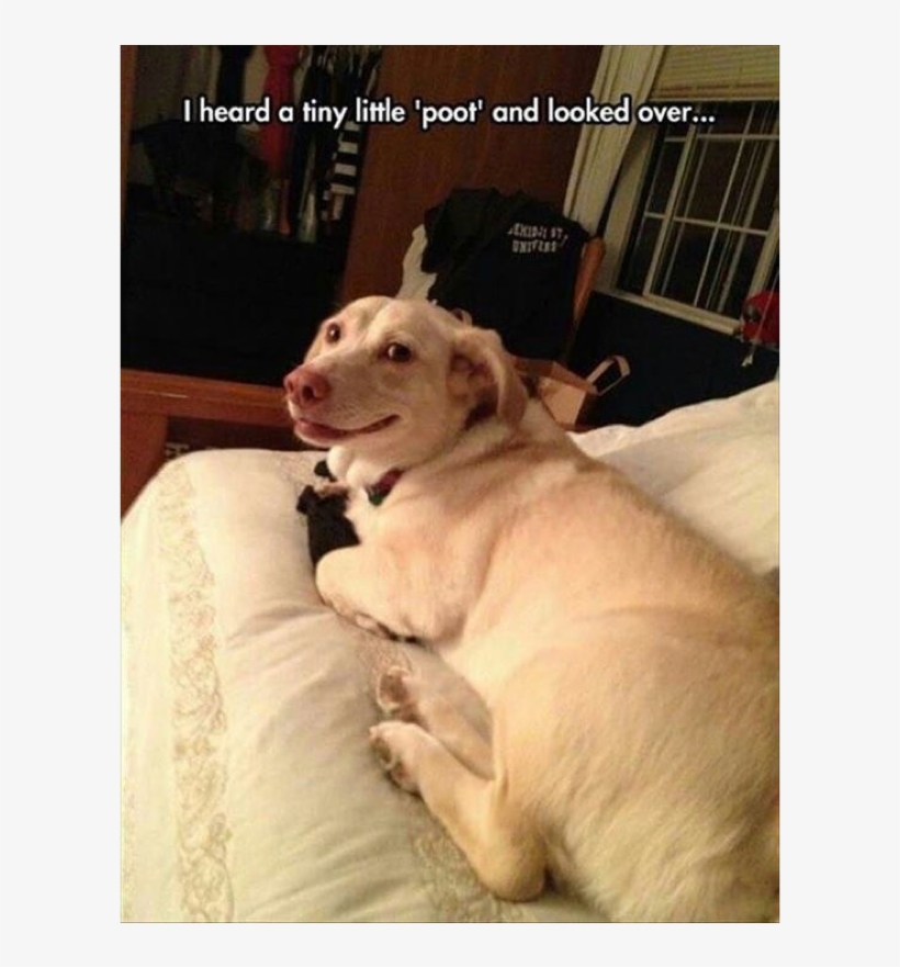 Author Cleanmemesposted On March 6, 2019 February 5, - You Are The Master Funny, transparent png download