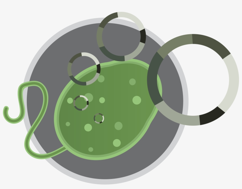 What Happened With The Genetic Information When Cells - Illustration, transparent png download