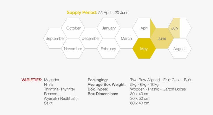 Apricot Apricot Timeline1 - Graphic Design, transparent png download