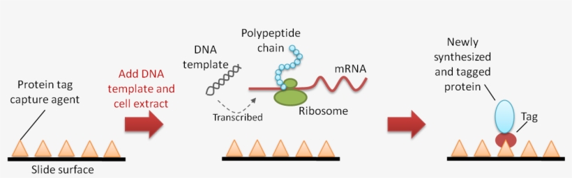 Figure 2 Pisa - Protein In Situ Array Pisa, transparent png download