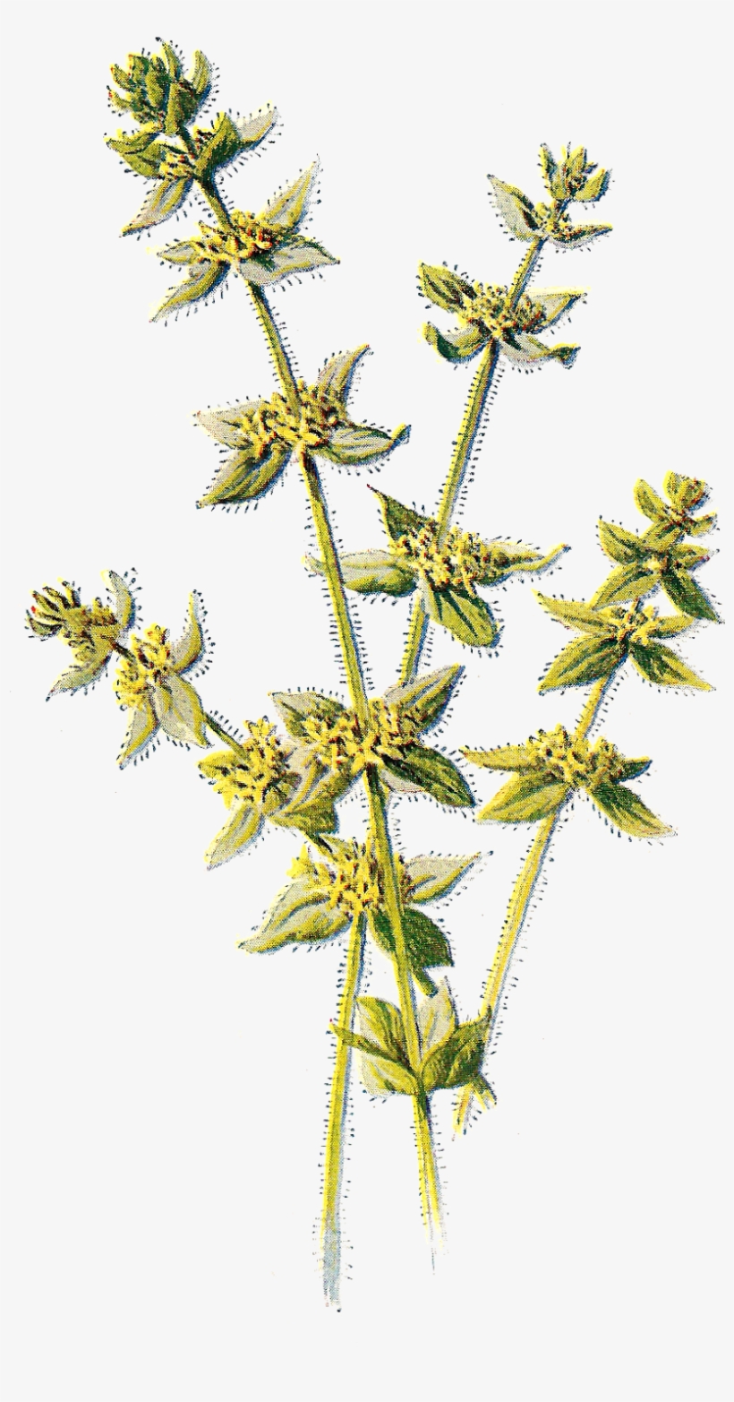 Free Digital Flower Clip Art - Vascular Plant, transparent png download