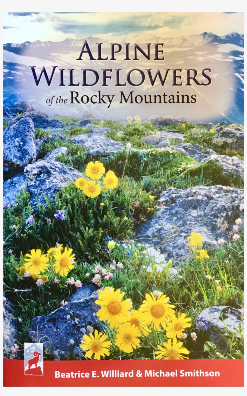 Shop - Euryops Pectinatus, transparent png download