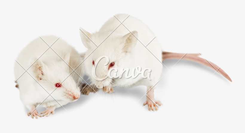 Photos By Canva - Mouse, transparent png download