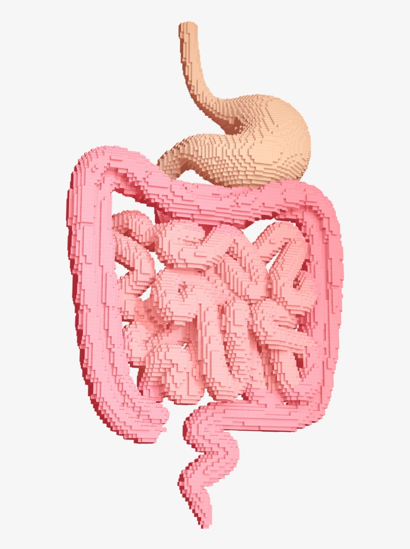 Stomach Icon - Illustration, transparent png download