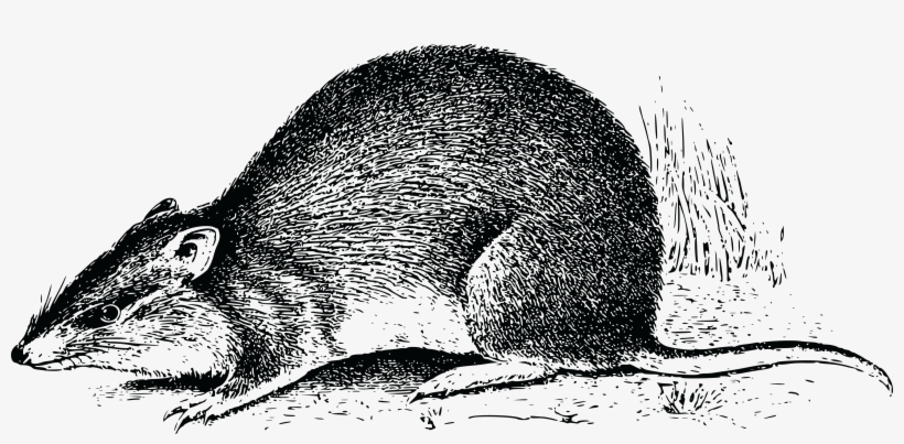 Free Clipart Of An Animal - Bandicoot Transparent, transparent png download