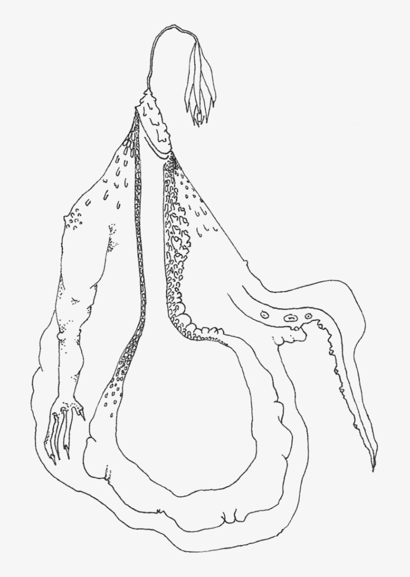 Stomach - Sketch, transparent png download
