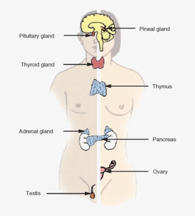 Endocrine System - Endocrine System Main Organs, transparent png download