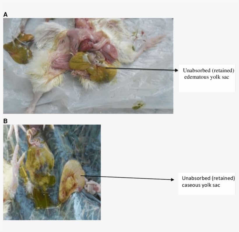 Unabsorbed Yolk Sac In Day-old Chick - Painting, transparent png download