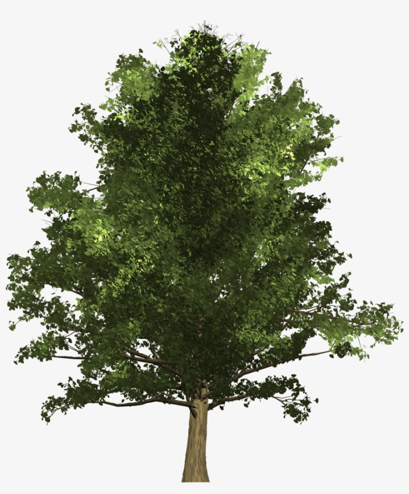 Ginkgo Tree - Oak, transparent png download