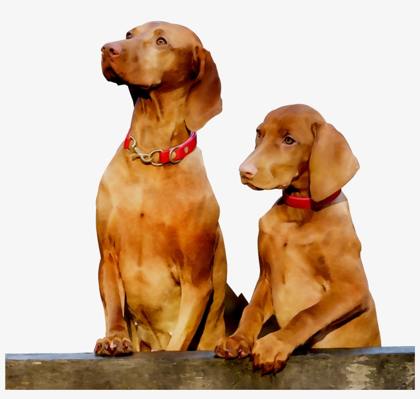 Pointing Breed Gun Dog Vizsla Companion Clipart - Vizsla, transparent png download