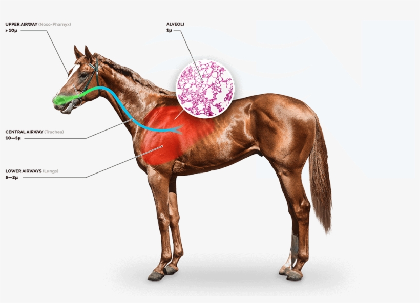 Save On The Cost Of Drugs Compared To Other Management - Noter Anatomie Du Cheval, transparent png download