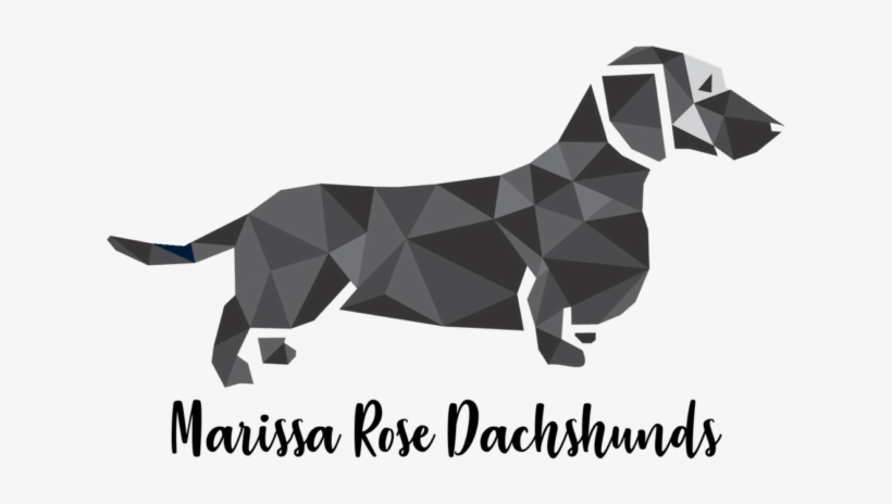 Available Puppies - Cocker Spaniel, transparent png download