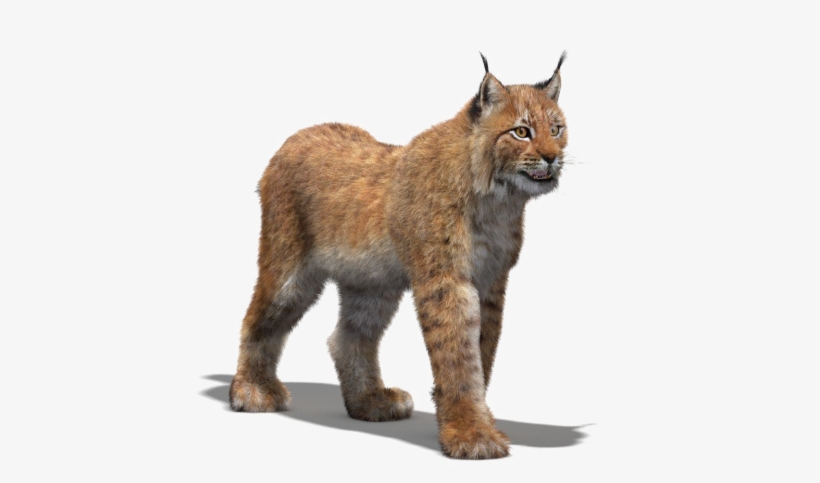 Walking Lynx Png Transparent Image - Lynx 3d, transparent png download