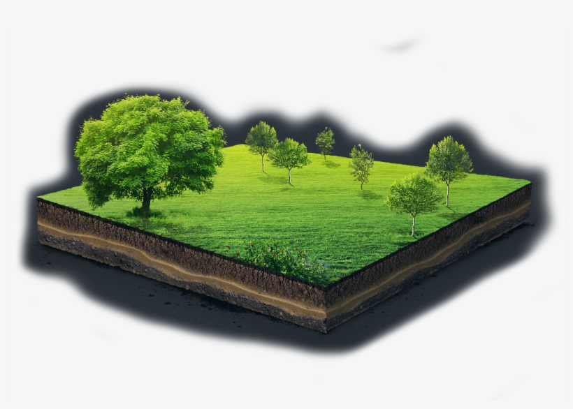 Adobestock 140253008 - Tree, transparent png download