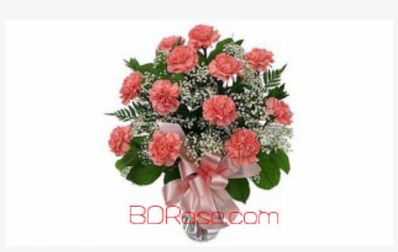 New Here - Bundle Of Carnation Flower, transparent png download