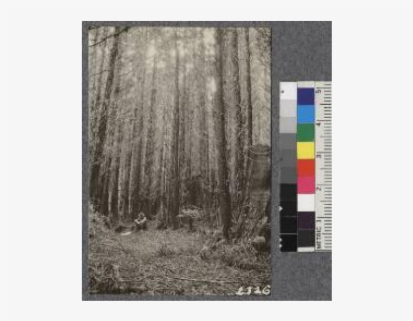 23 Year Old Stand Of Pure Redwood, 21 M - Grove, transparent png download