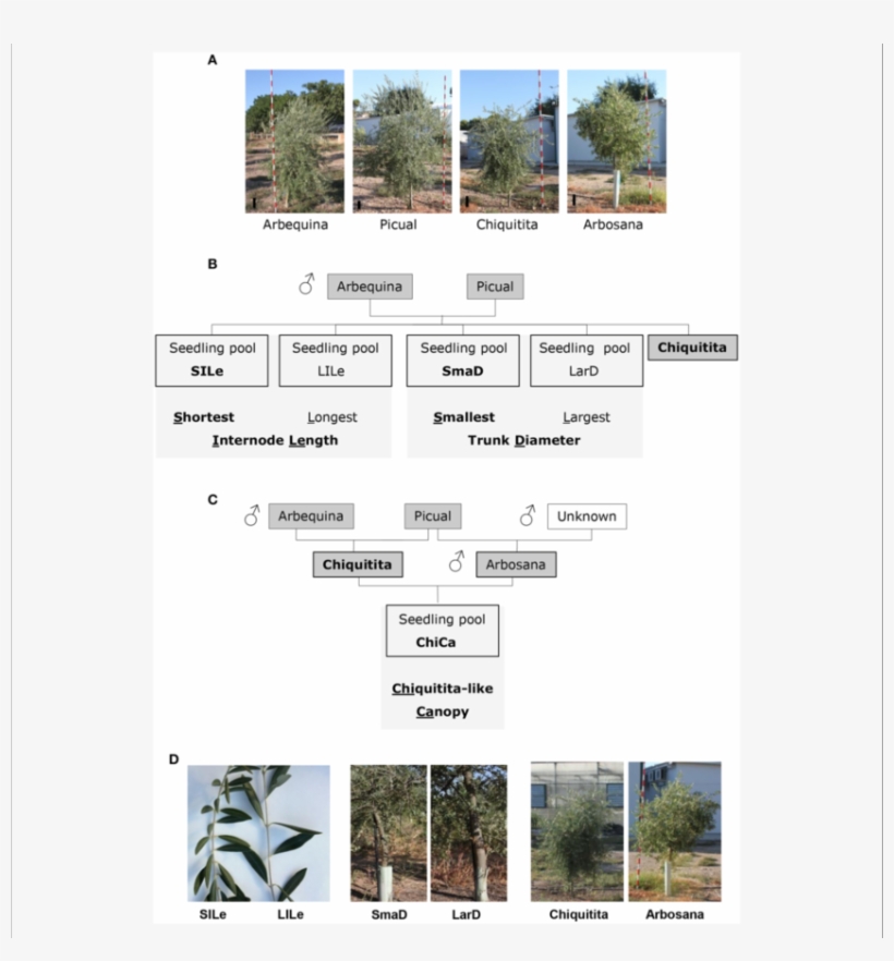Pictures Of 4-year Old Trees Representative For The - Conifer, transparent png download