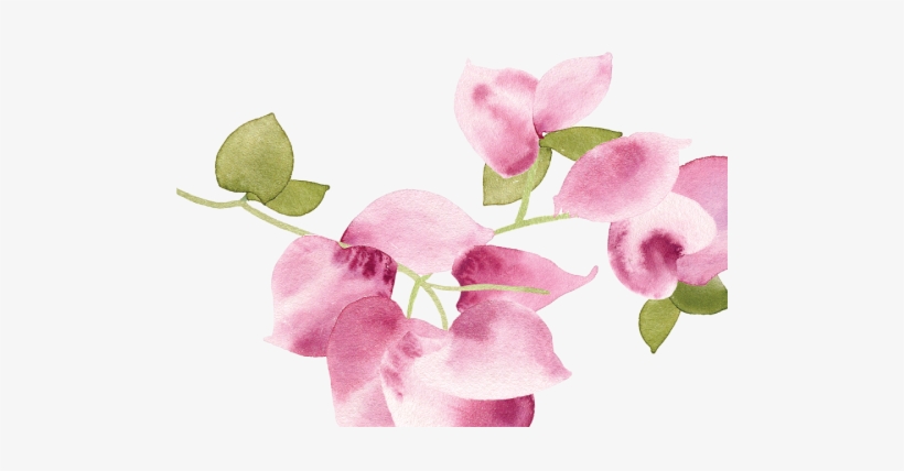 Sweet Pea, transparent png download