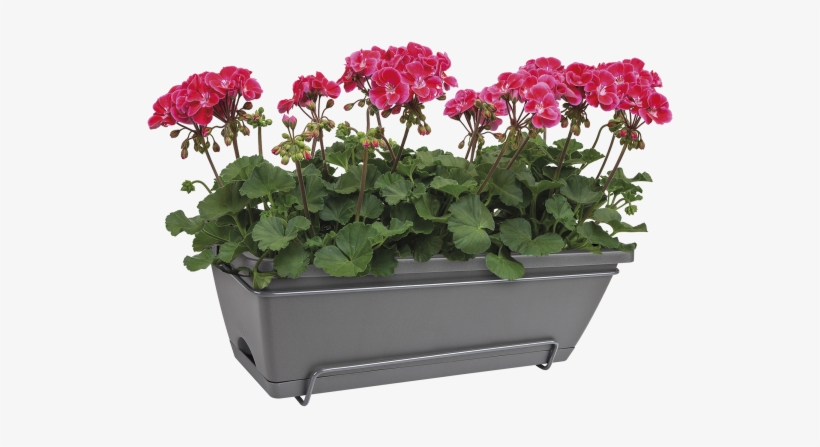 Home > Collection > Barcelona Allin1 50cm - Flowerpot, transparent png download