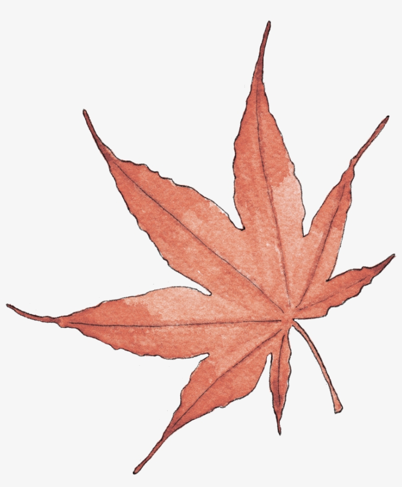 Illustration By Helen Krayenhoff - Maple Leaf, transparent png download