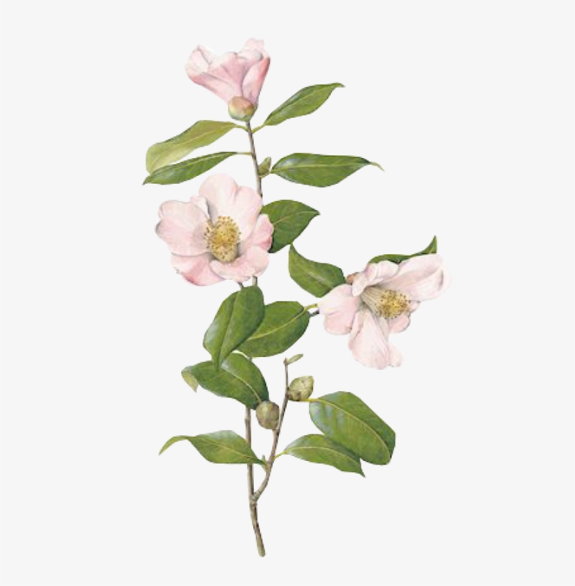 Flower Sticker - Room Full Of Art Id Still Stare, transparent png download