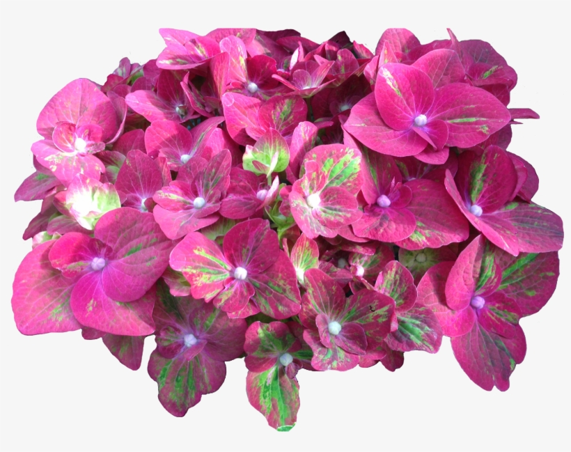 Grower Of The Week Vollering Hydrangea - Transparent Png Hydrenda, transparent png download
