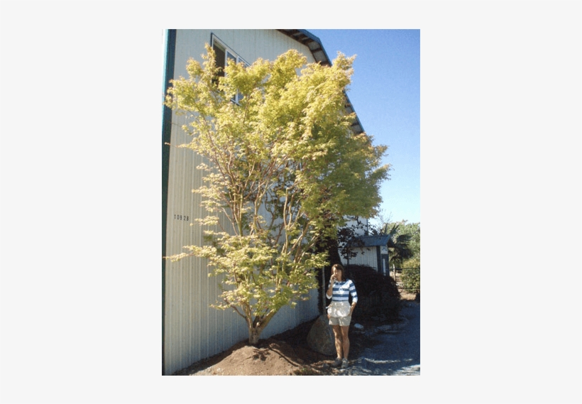 Large Specimens - Pond Pine, transparent png download