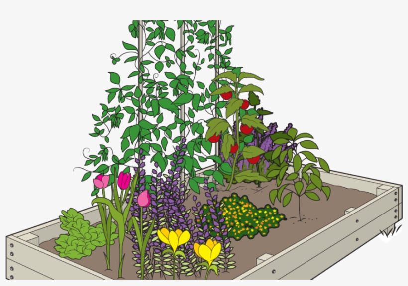 Growing Your Garden In A Raised Bed Reduces The Threat - Rosa Glauca, transparent png download