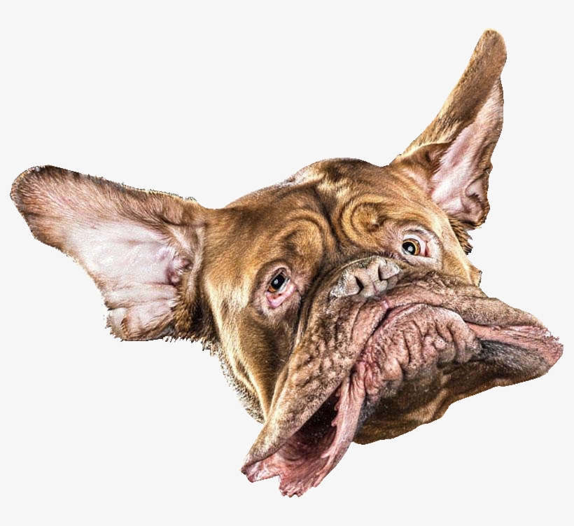 Animaldog Head, transparent png download