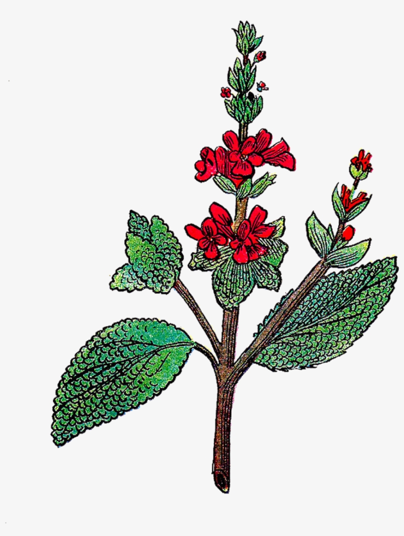 This Is A Gorgeous, Vibrant Illustration Of The Herb, transparent png download