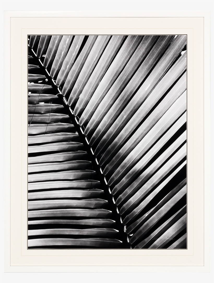 Palm Frond I - Musical Keyboard, transparent png download