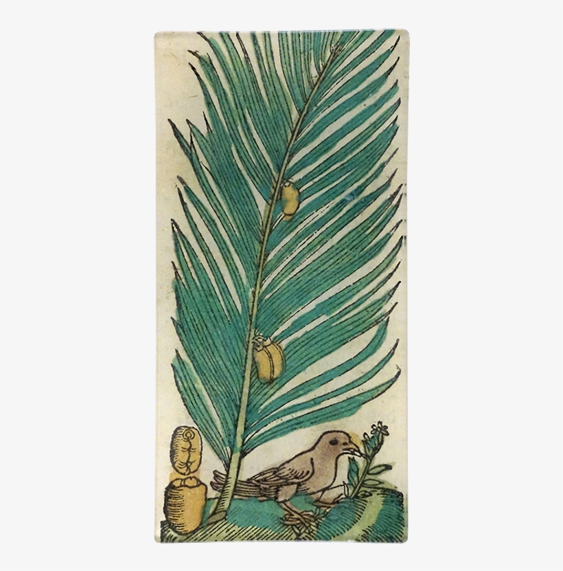 Sabal Palmetto, transparent png download