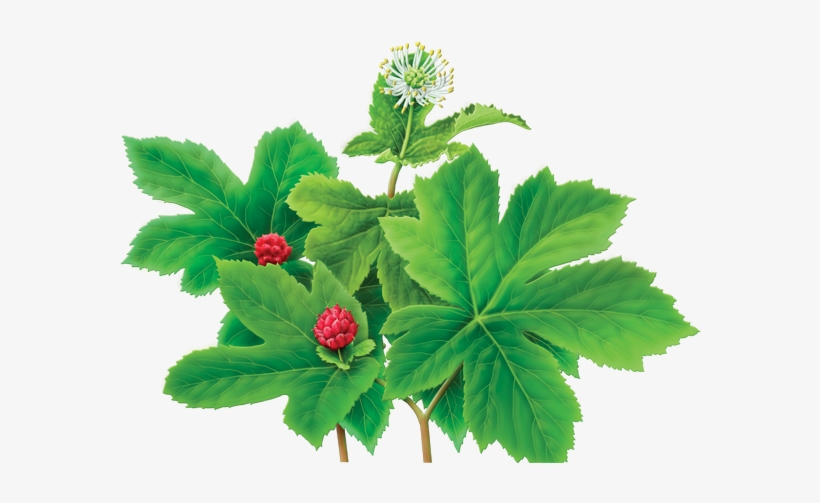 Goldenseal Herbal Supplement - Alvita Goldenseal Tea, transparent png download