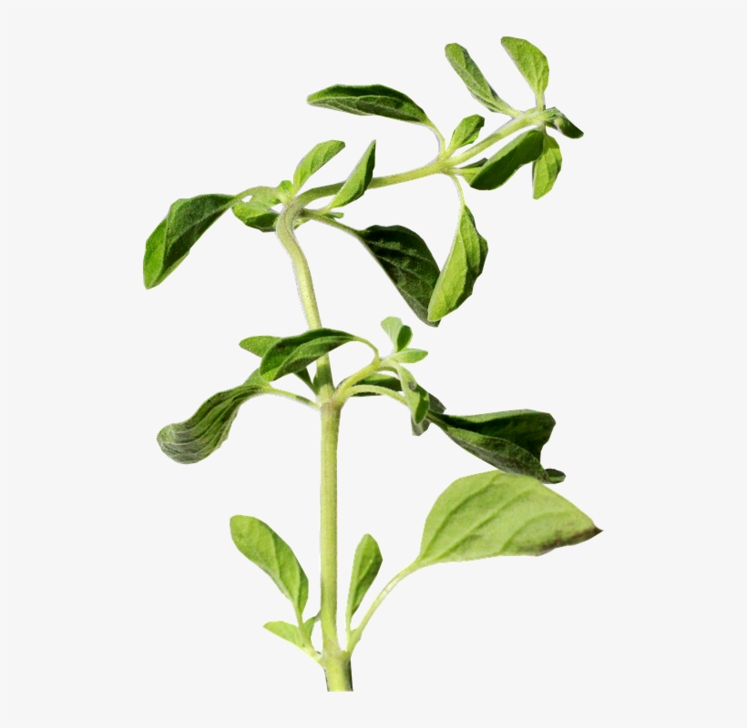 Oregano, Herb, Green - Oregano, transparent png download