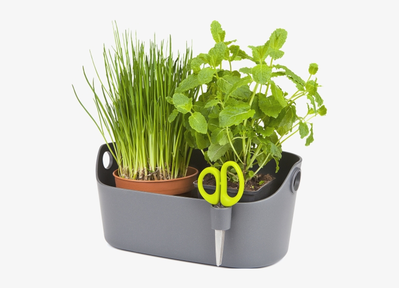 Home > Collection > Brussels Herbs Station - Flowerpot, transparent png download