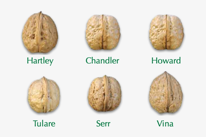 Shelled - Chandler Walnuts In Shell, transparent png download