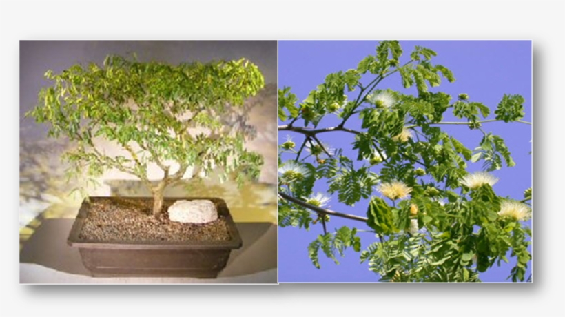 The Flowering Brazilian Raintree Bonsai Tree Has Delicate - Sageretia Theezans, transparent png download