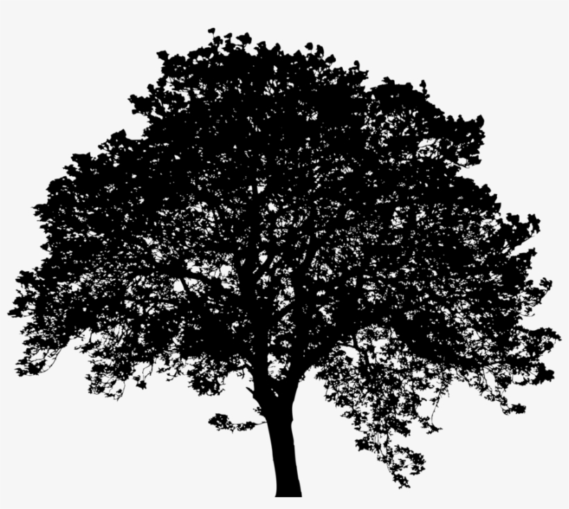 Silhouette Black Leaf Sky Plc - Leafy Tree Silhouette, transparent png download