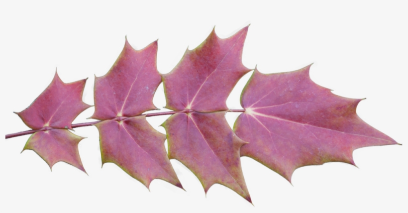 Fall Leaves Background Png, transparent png download