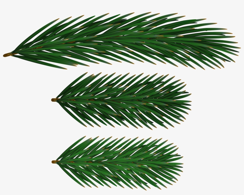 Free Png Pine Branches Png Png Images Transparent - Oregon Pine, transparent png download