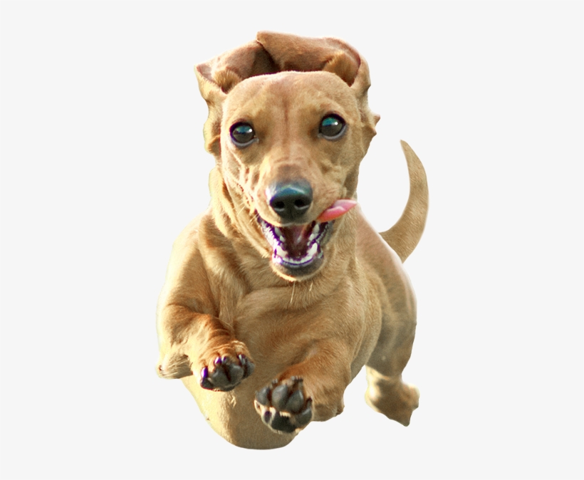 Register Here - Dachshund Png, transparent png download