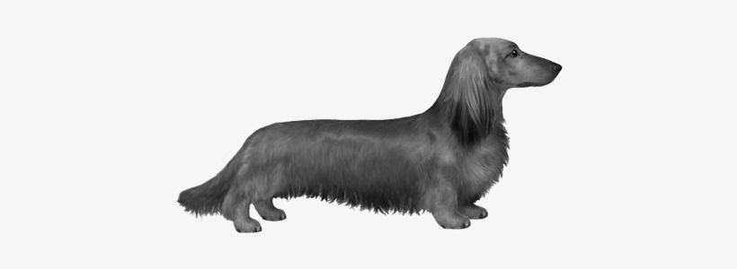 Longhaired Dachshund B W Dachshund Transparent Png 450x360