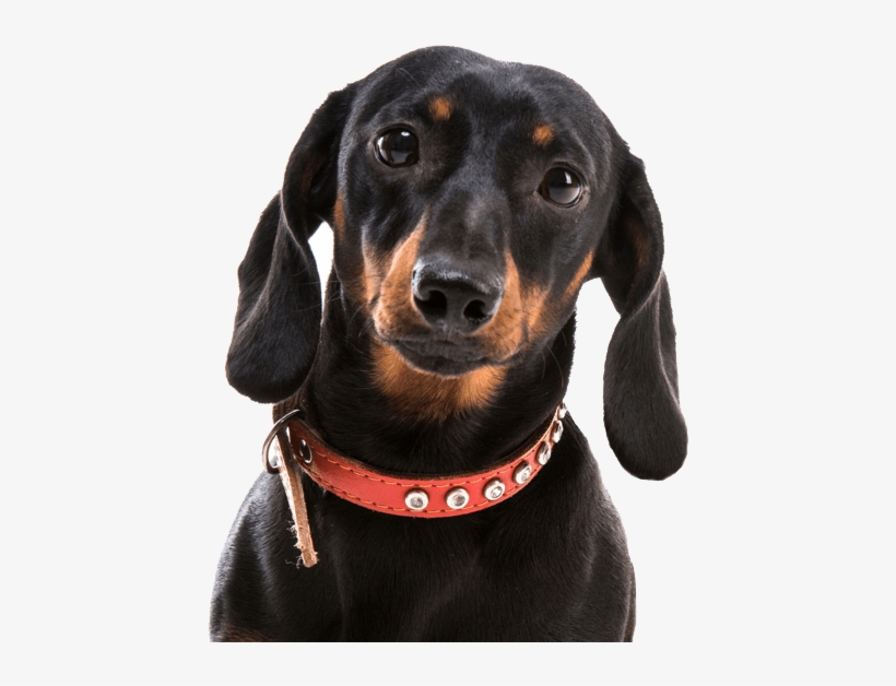 Search - Dog, transparent png download