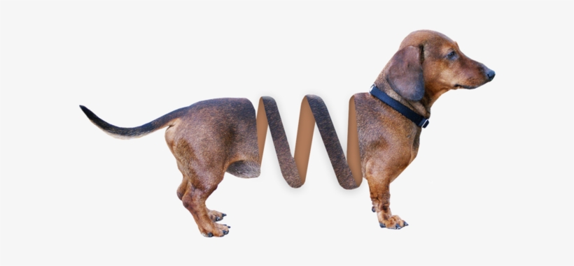 Dachshund Dog Animal, Animals - Red Bone Coon Hound, transparent png download