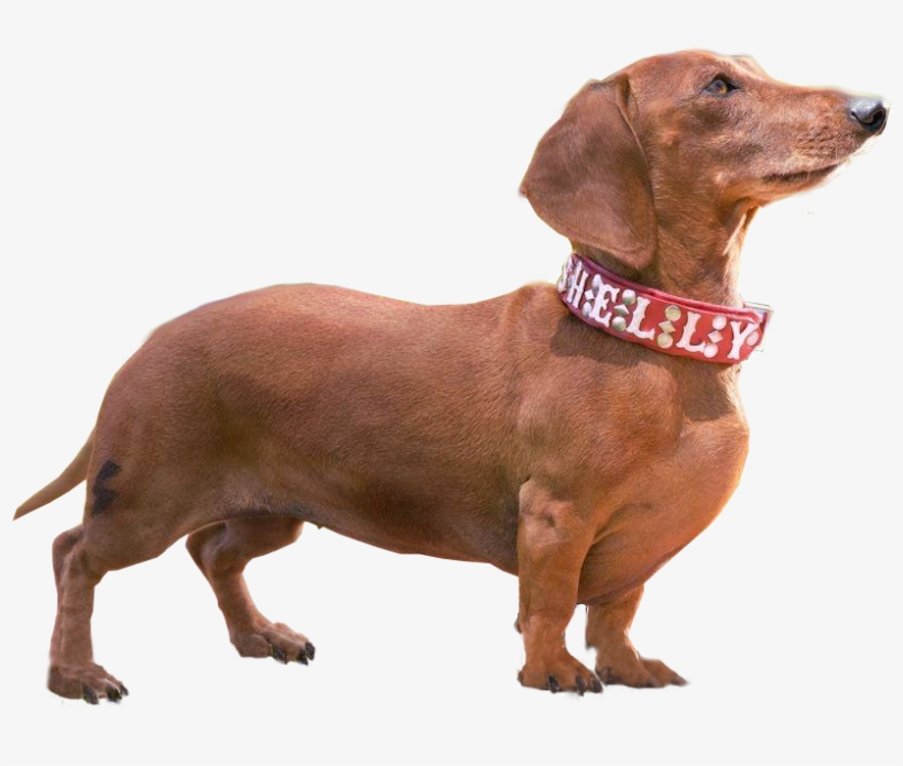 Weiner Dog Png - Weiner Dog Transparent, transparent png download