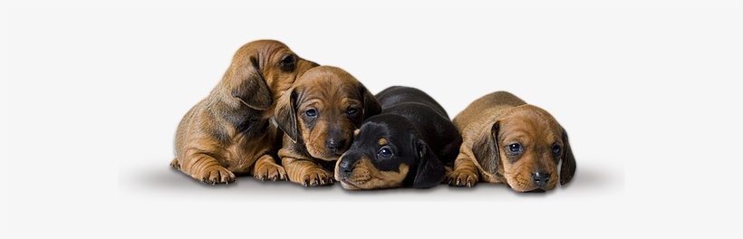 Dachshund Puppies - Dachshund Puppies Transparent, transparent png download