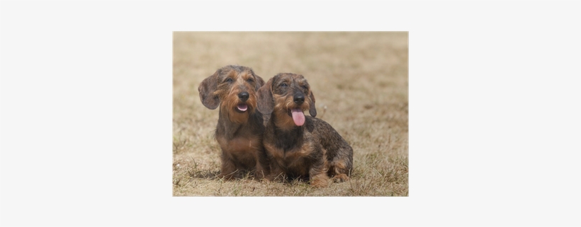 Portrait Of Two Dogs Breed Wire-haired Dachshund Poster - Dachshund, transparent png download
